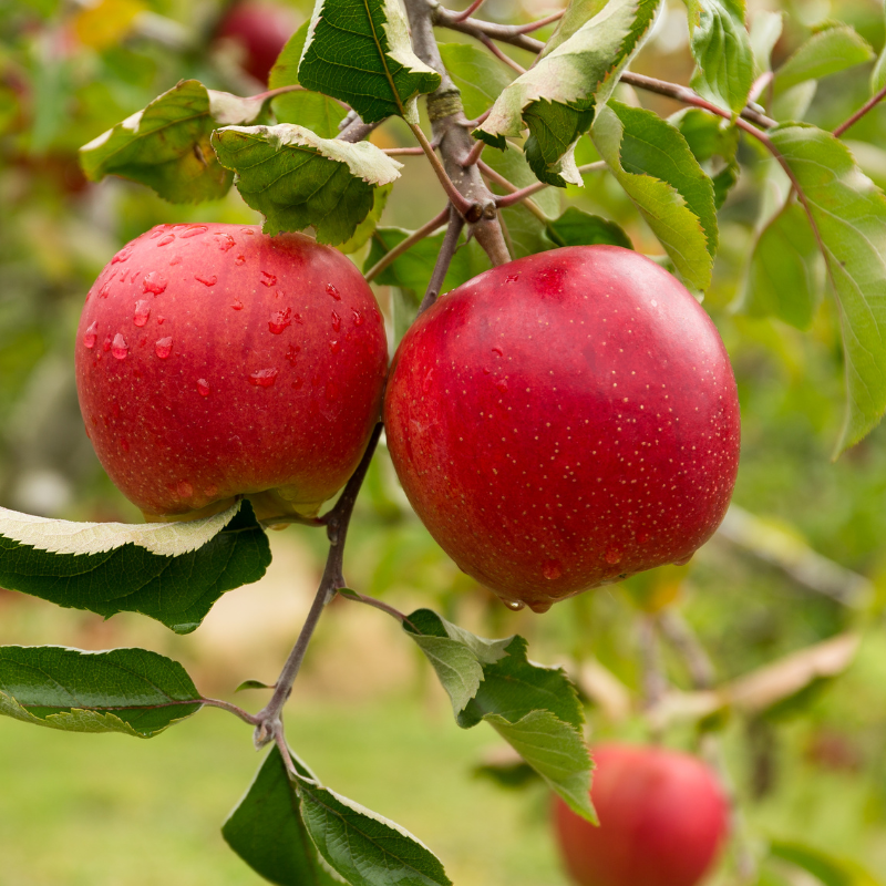 Malus Red Sensation - Pommier 80 cm en colonne en pot