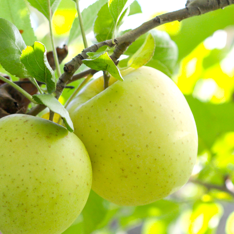 Malus Gold Sensation - Pommier 80 cm en colonne en pot