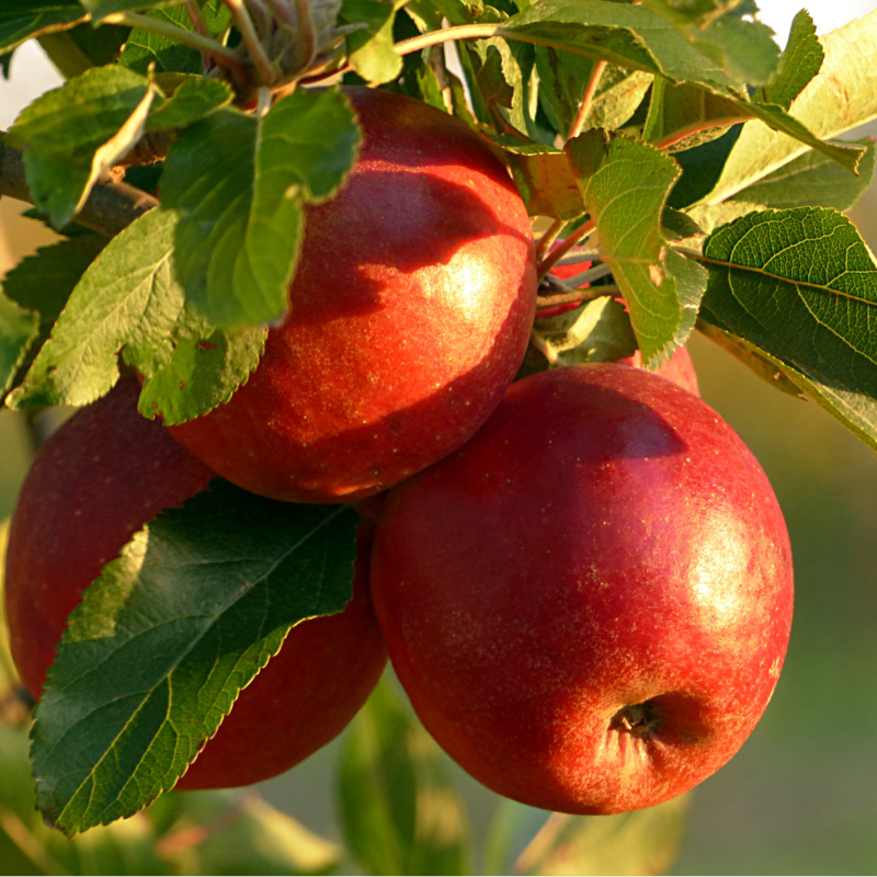 Malus Mc Intosch - Pommier 80 cm en colonne en pot