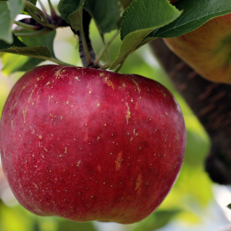 Malus domestica Summerred - Pommier 120 cm en pot