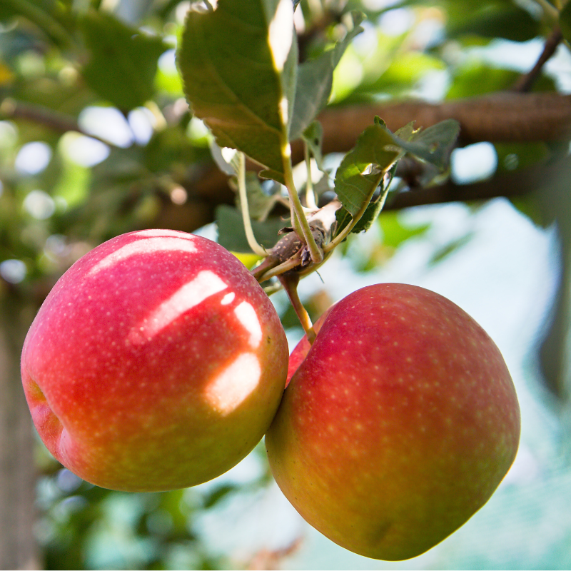 Malus domestica Reine Des Reinettes - Pommier 120 cm en pot