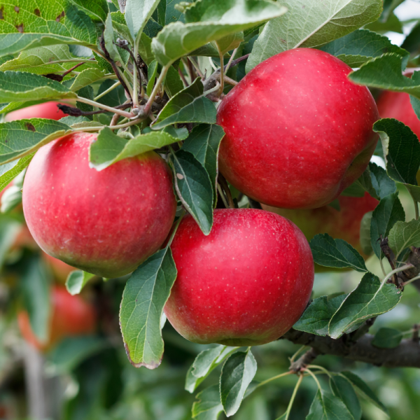 Malus domestica Melrose - Pommier 120 cm en pot