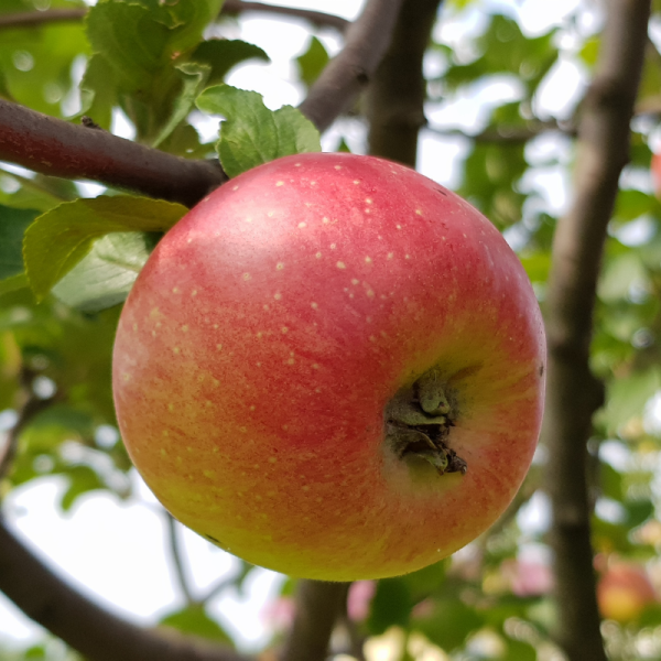 Malus domestica Ingrid Marie - Pommier 120 cm en pot