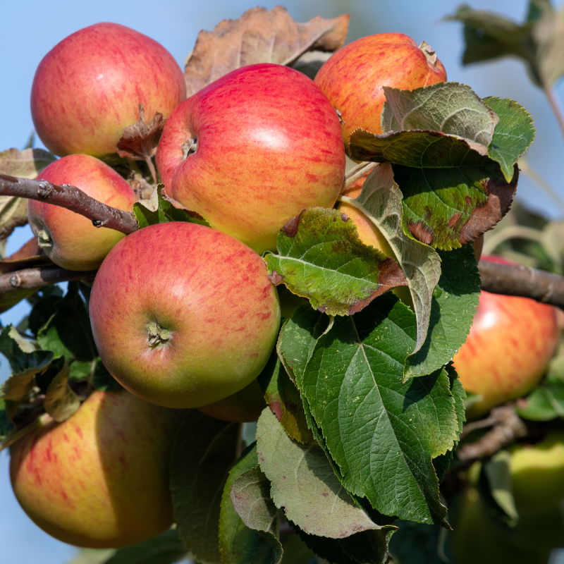 Malus domestica Gravenstein - Pommier 120 cm en pot