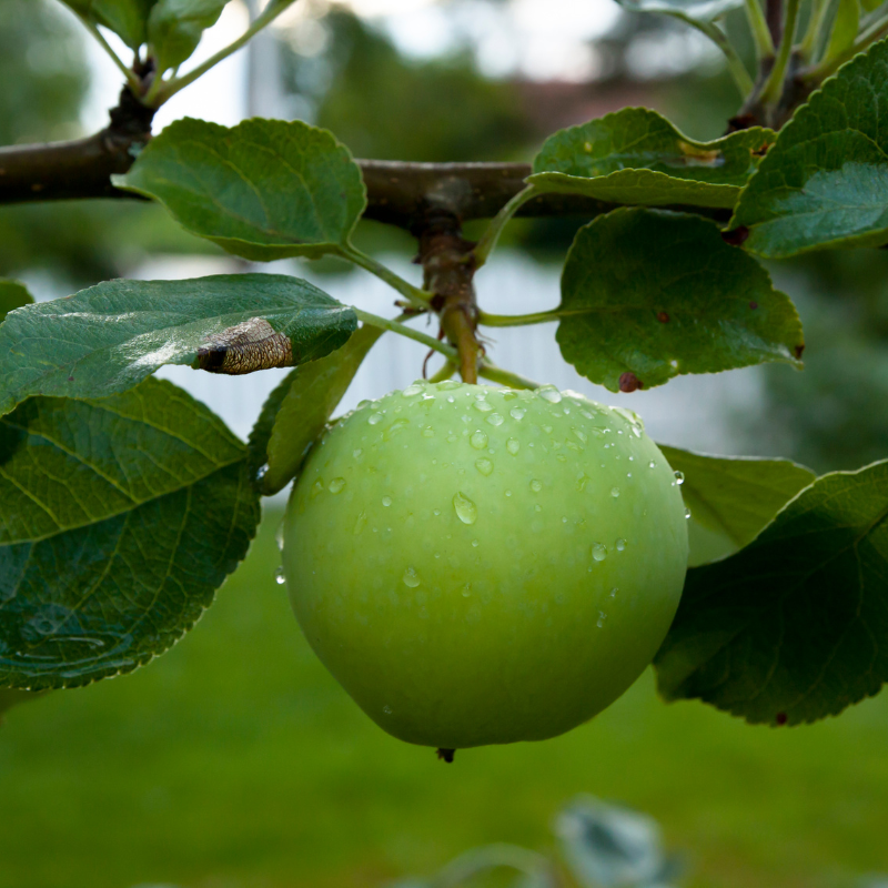 Malus domestica Granny Smith - Pommier 120 cm en pot