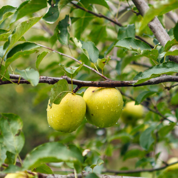 Malus domestica Golden Permain - Pommier 120 cm en pot