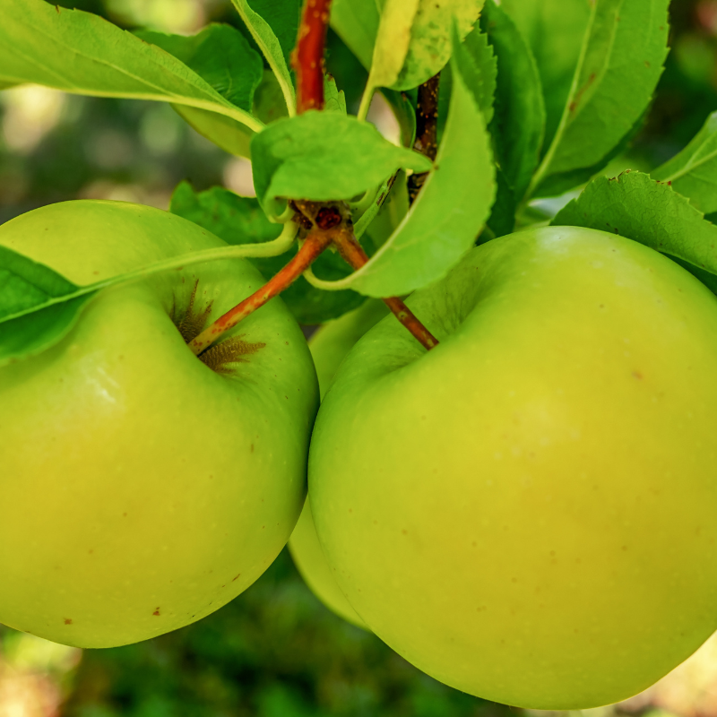 Malus domestica Gloster - Pommier 120 cm en pot