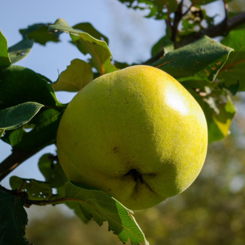 Malus domestica Golden Delicious - Pommier 120 cm en pot