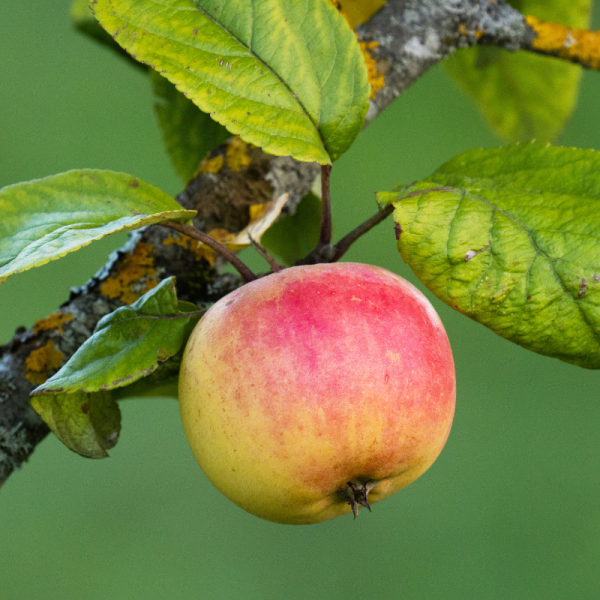 Malus domestica Elstar - Pommier 120 cm en pot