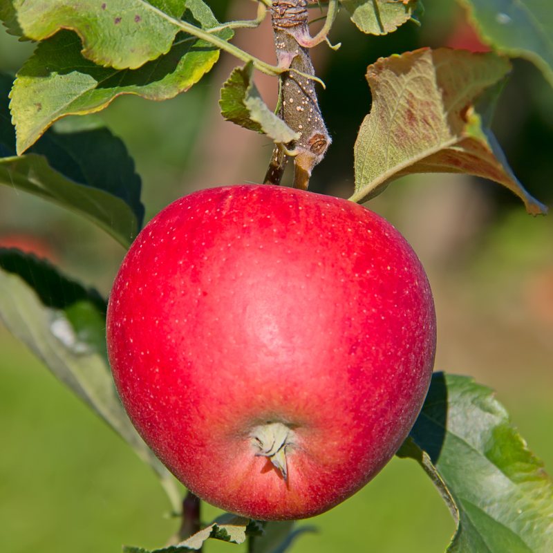 Malus domestica Discovery - Pommier 120 cm en pot