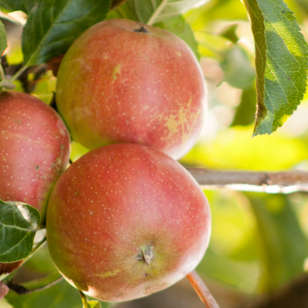 Malus domestica Bramleys Seedling - Pommier 120 cm en pot