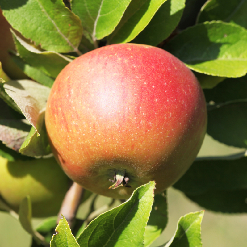 Malus domestica Coxs Orange Pippin - Pommier 120 cm en pot