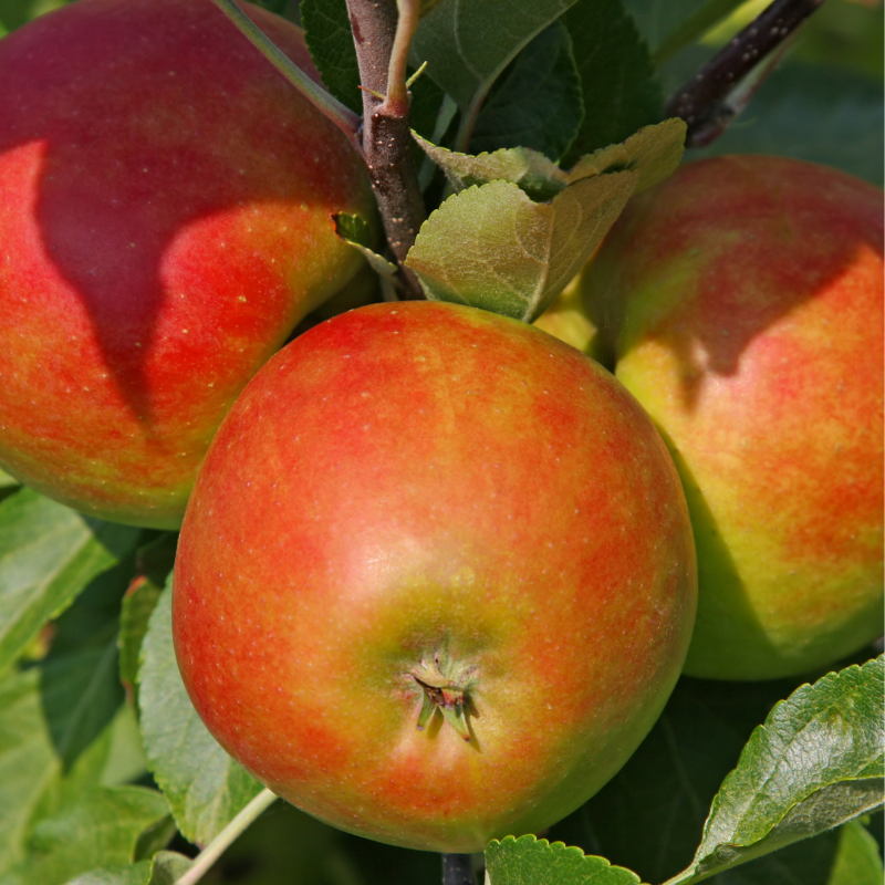 Malus domestica Braeburn - Pommier 120 cm en pot