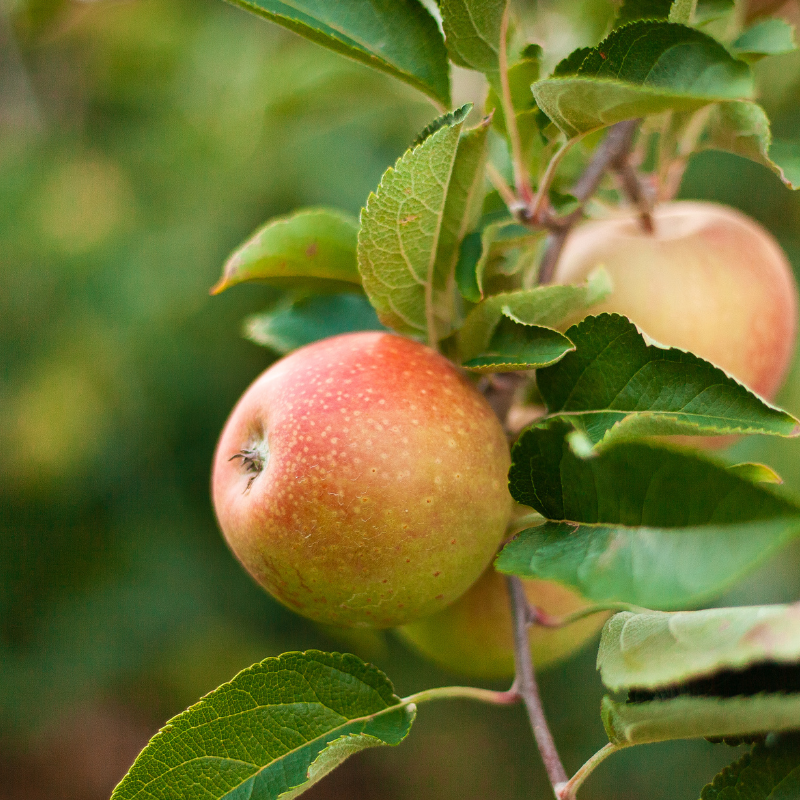 Malus domestica Belle De Boskoop - Pommier 120 cm en pot