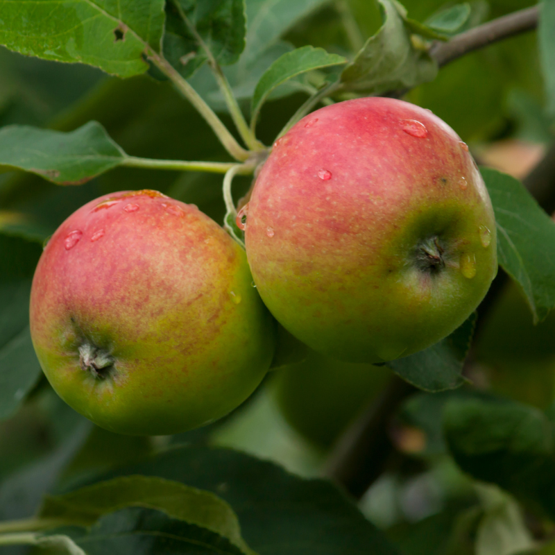 Malus domestica Benoni - Pommier 120 cm en pot