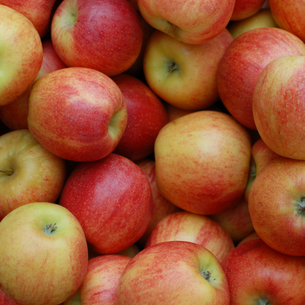 Malus domestica Boskoop Rouge - Pommier 120 cm en pot