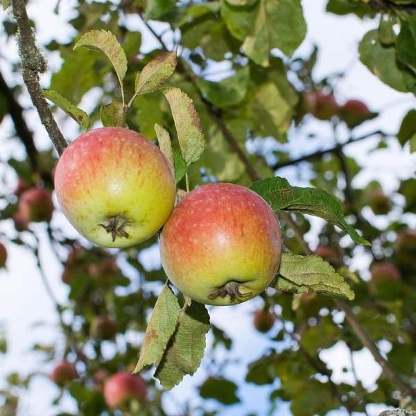 Malus domestica - Pommier 120 cm en pot