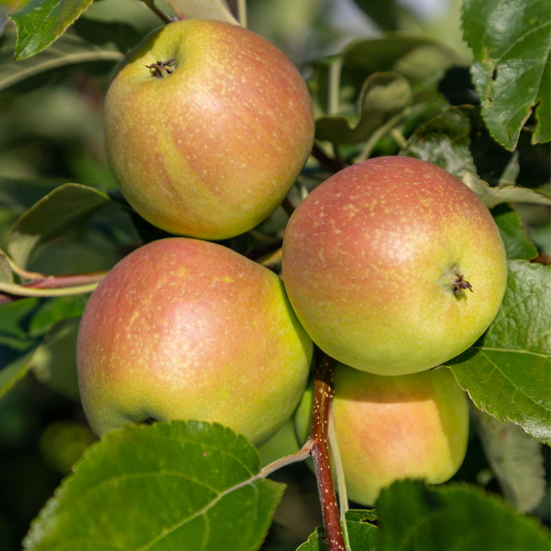 Malus domestica James Grieve - Pommier Racines nues