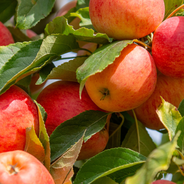 Malus domestica Reinette Etoilee - Pommier Racines nues