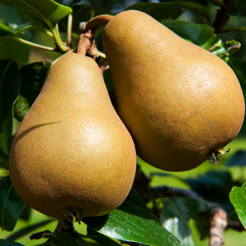 Pyrus communis Comtesse De Paris - Poirier Racines nues