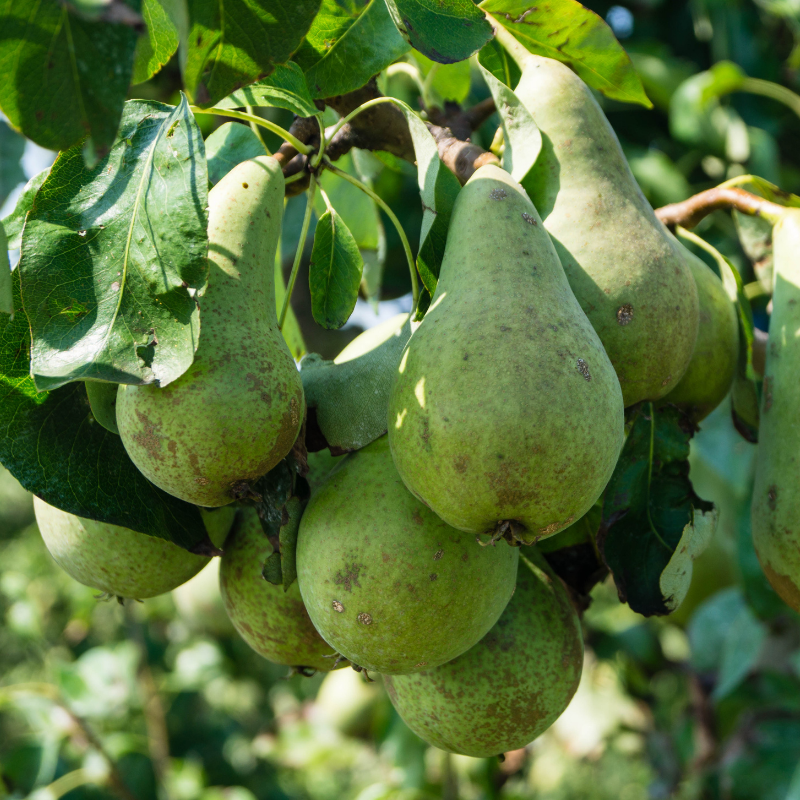 Pyrus communis Conference - Poirier Racines nues