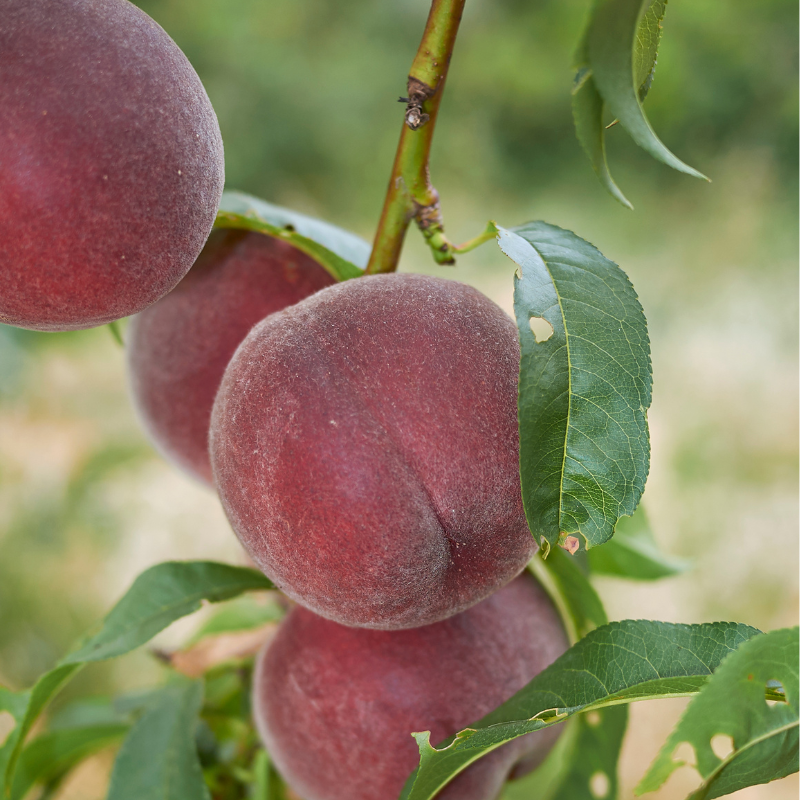 Prunus persica Charles Ingouf - Pêcher Racines nues