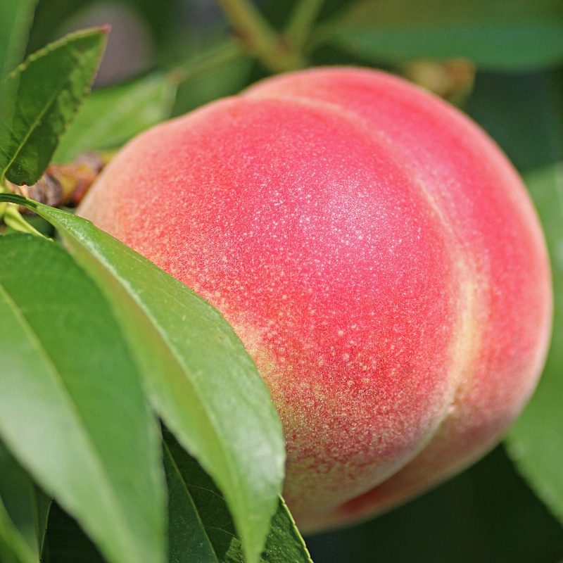 Prunus persica - Pêcher Racines nues