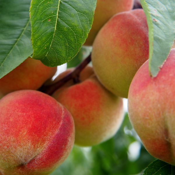 Prunus persica Amsden - Pêcher Racines nues