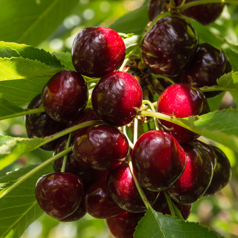 Prunus avium 'Kordia' - Cerisier Racines nues