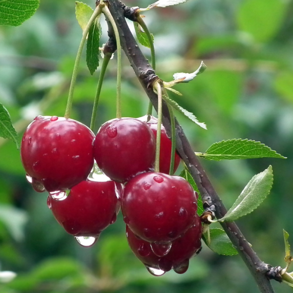 Prunus avium 'Early Rivers' - Cerisier Racines nues