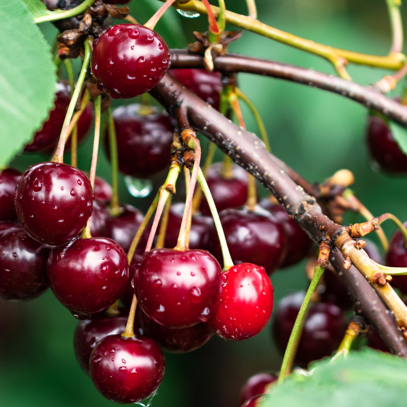 Prunus avium - Cerisier Racines nues