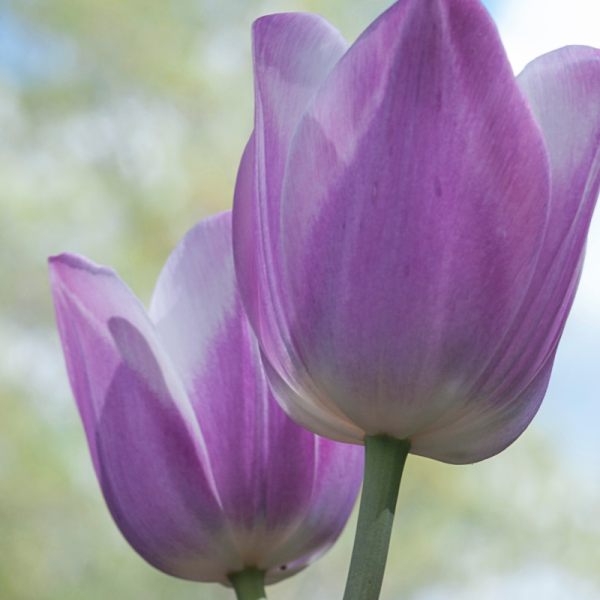 10 Bulbes de Tulipes Purple Prince