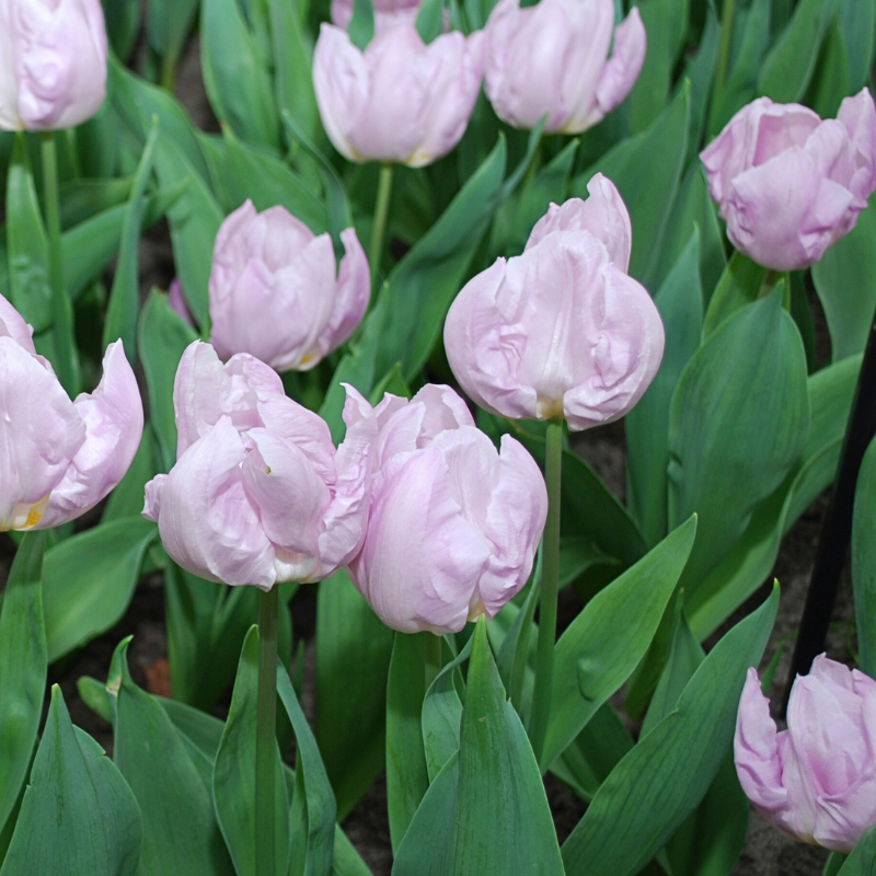 Bulbe tulipe à vendre Candy Prince par 10