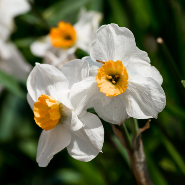 15 bulbes narcisses Narcissus Salomé