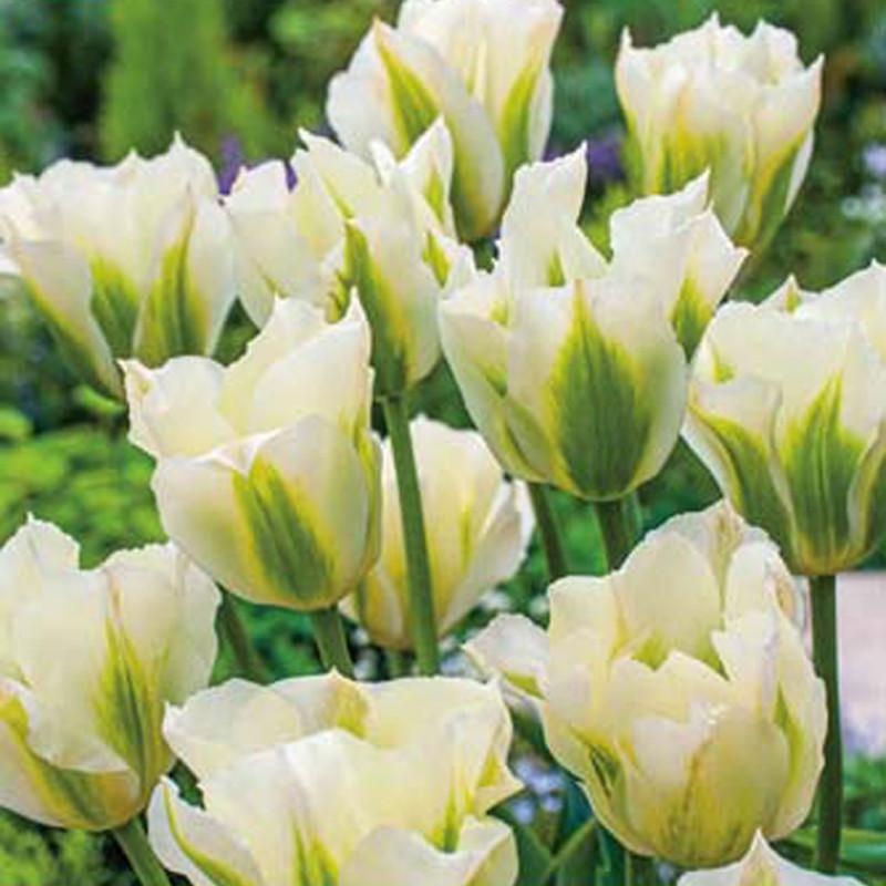 15 bulbes tulipe Spring Green