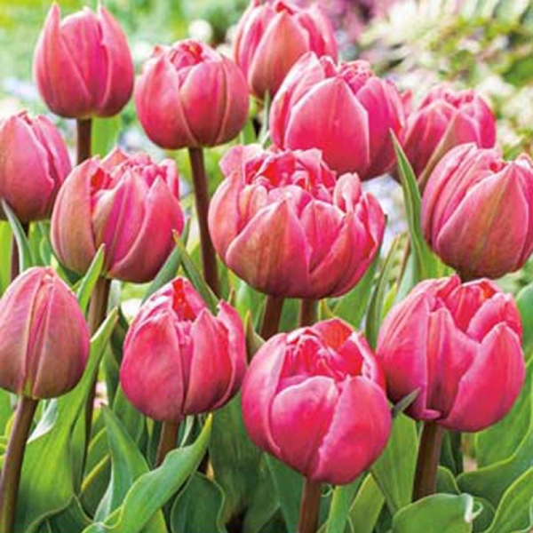 Bulbes de tulipes Double Pink par lot de 15