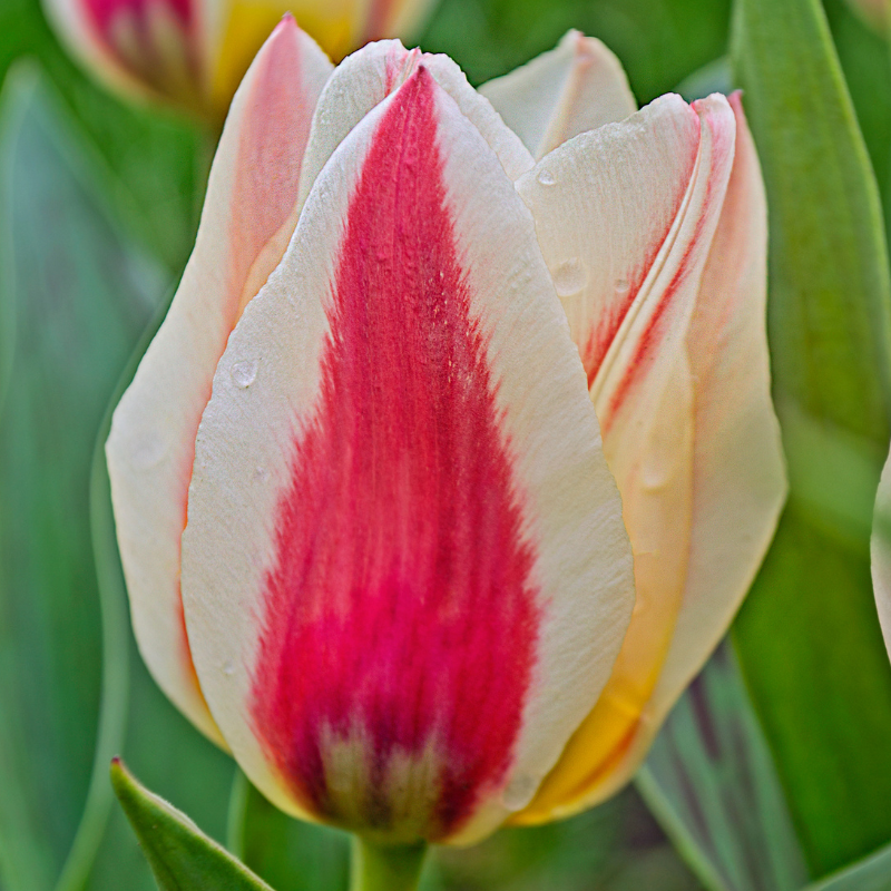 7 bulbes tulipes Hugs & Kisses