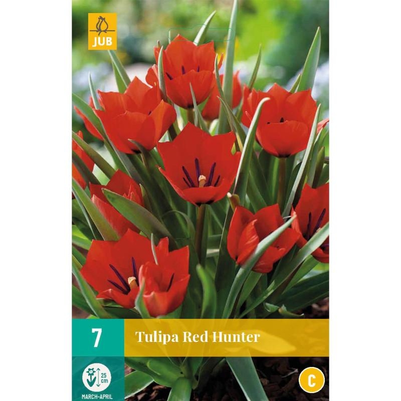 7 bulbes de Tulipes Red Hunter