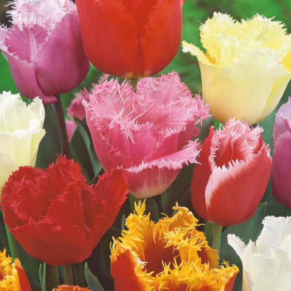 Mix de 7 Tulipes dentelles Fringed