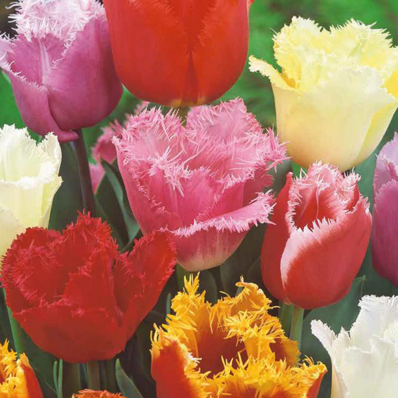 Mix de 7 Tulipes dentelles Fringed