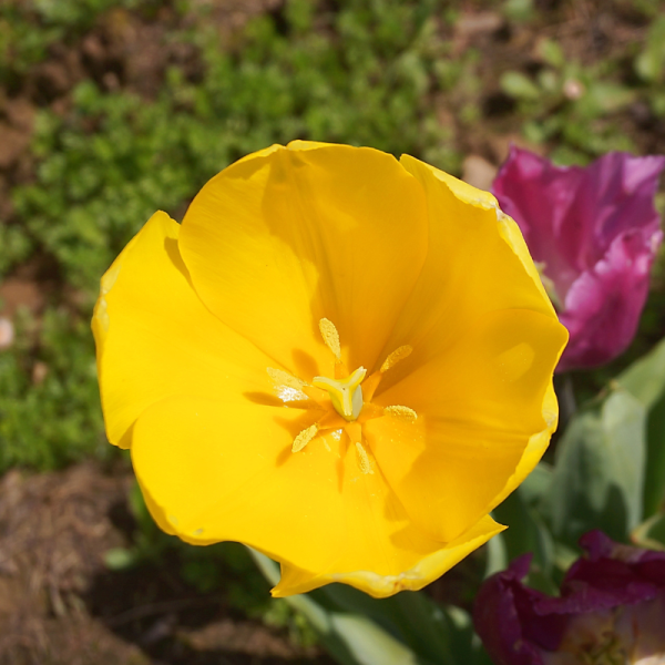 10 Tulipes Strong Gold - Les Variétés les Plus Robustes