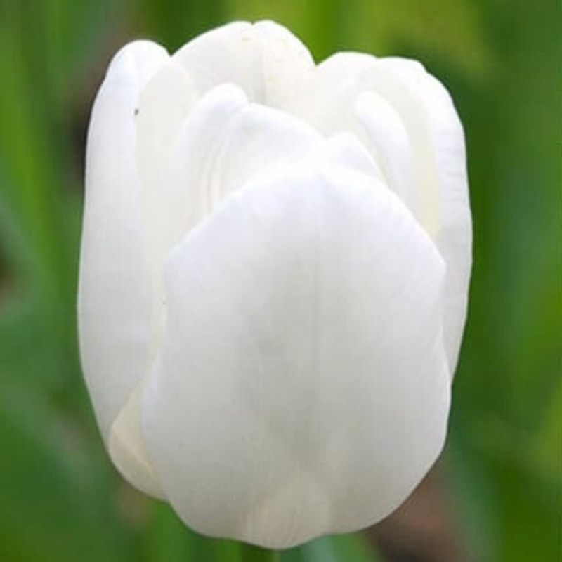 10 Tulipes Pim Fortuyn - Une Fleur pour Commémorer un Héros National