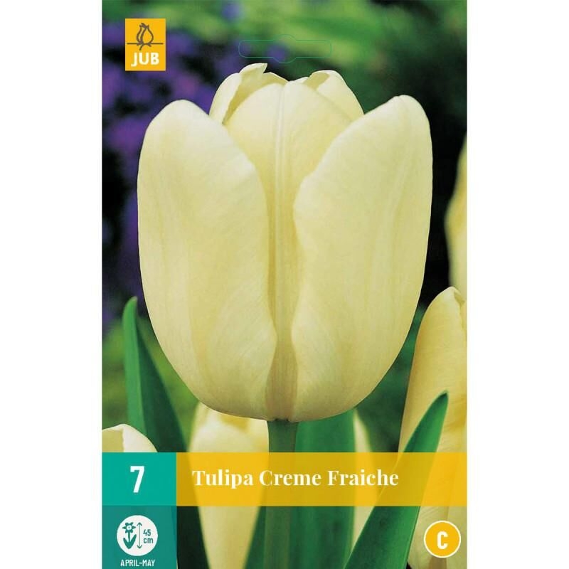 Tulipe blanche couleur crème Fraîche x7