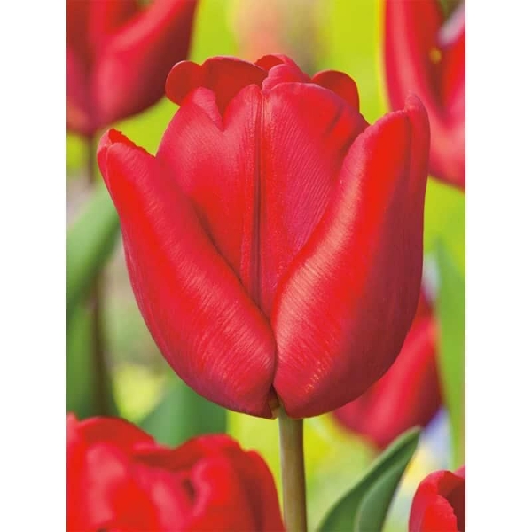 Les 7 tulipes Ruby Prince: couleur, parfum & élégance