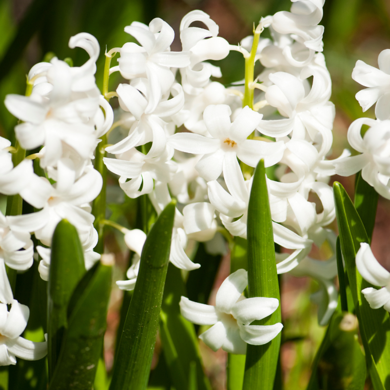 Jacinthe blanc en pot