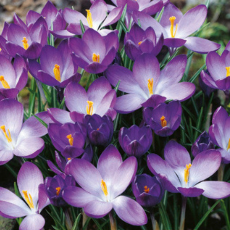 20 Bulbes Crocus Ruby Giant