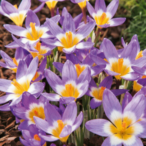 15 Bulbes Crocus Sieberi Tricolor