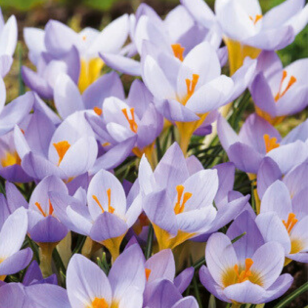 20 Bulbes Crocus Sieberi Firefly