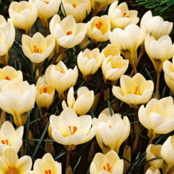 15 Bulbes Crocus Cream Beauty