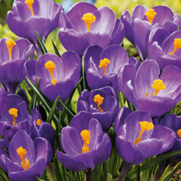 10 Bulbes Crocus Flower Record